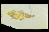 Bargain Fossil Fish (Knightia) - Wyoming #126553-1